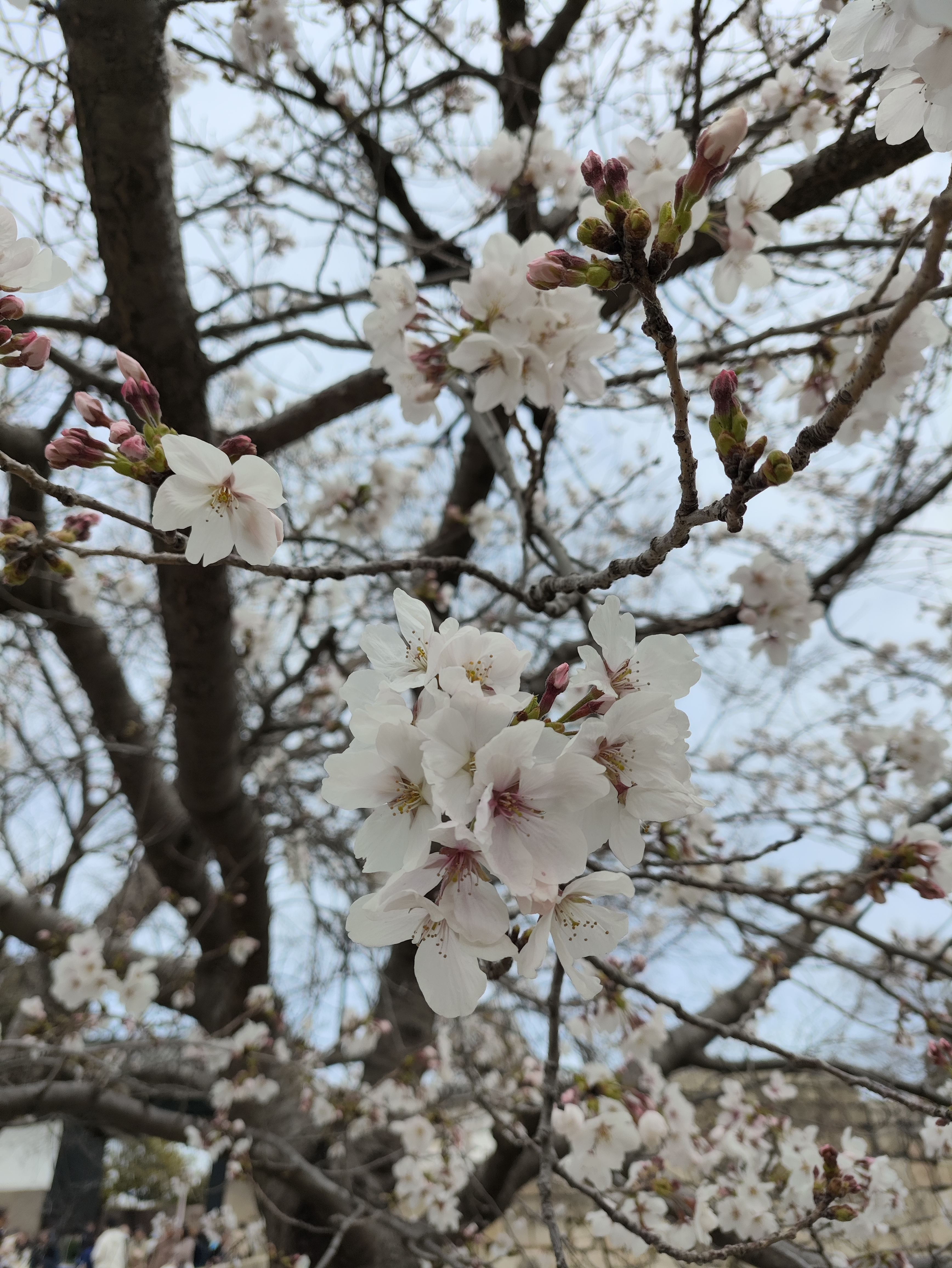 第二天樱花1